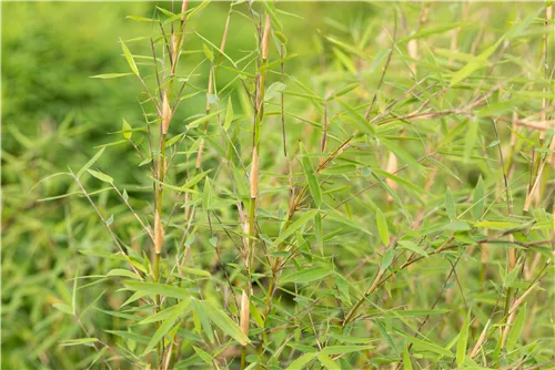 Gartenbambus 'Honey Guide'® - Fargesia Jiuzhaigou 'Honey Guide'