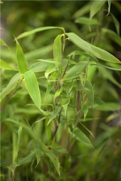 Fargesia murieliae 'Deep Forest' -R- -S-, Gartenbambus - Semper Verde  Pflanzenzentrum Ullmer GbR