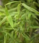 Gartenbambus 'Deep Forest'®(s) - Fargesia murieliae 'Deep Forest' -R- -S-