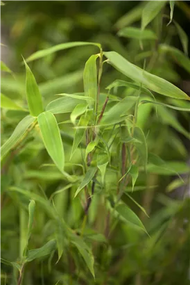 Gartenbambus 'Deep Forest'®(s) - Fargesia murieliae 'Deep Forest' -R- -S-