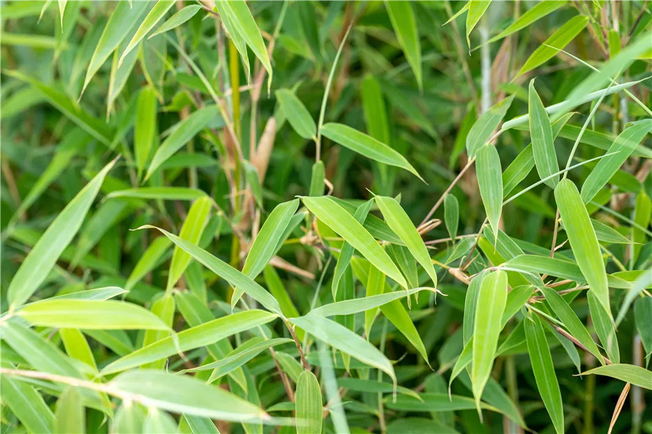 Fargesia murieliae 'Deep Forest' -R- -S-, Gartenbambus - Semper Verde  Pflanzenzentrum Ullmer GbR