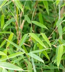 Gartenbambus 'Deep Forest'®(s) - Fargesia murieliae 'Deep Forest' -R- -S-