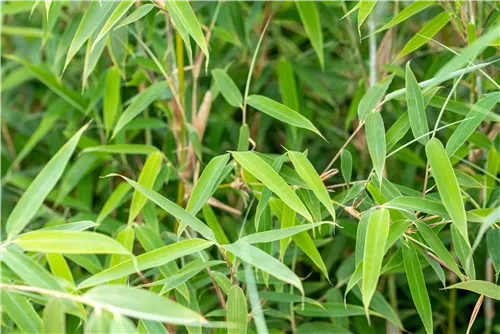 Gartenbambus 'Deep Forest'®(s) - Fargesia murieliae 'Deep Forest' -R- -S-