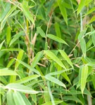 Gartenbambus 'Deep Forest'®(s) - Fargesia murieliae 'Deep Forest' -R- -S-
