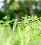 Gartenbambus 'Deep Forest'®(s) - Fargesia murieliae 'Deep Forest' -R- -S-