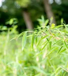 Gartenbambus 'Deep Forest'®(s) - Fargesia murieliae 'Deep Forest' -R- -S-
