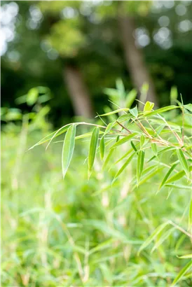 Gartenbambus 'Deep Forest'®(s) - Fargesia murieliae 'Deep Forest' -R- -S-