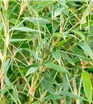 Gartenbambus 'Deep Forest'®(s) - Fargesia murieliae 'Deep Forest' -R- -S-