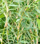 Gartenbambus 'Deep Forest'®(s) - Fargesia murieliae 'Deep Forest' -R- -S-