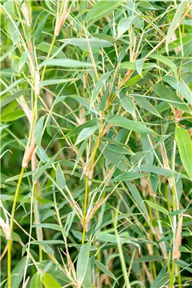 Gartenbambus 'Deep Forest'®(s) - Fargesia murieliae 'Deep Forest' -R- -S-