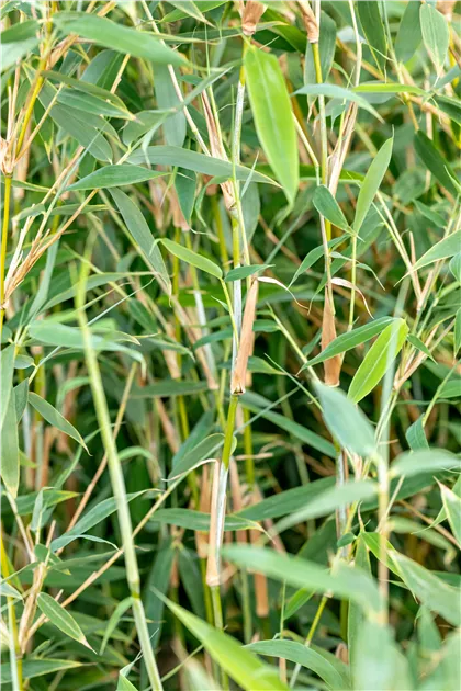 Fargesia murieliae 'Deep Forest' -R- -S-, Gartenbambus - Semper Verde  Pflanzenzentrum Ullmer GbR