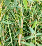 Gartenbambus 'Deep Forest'®(s) - Fargesia murieliae 'Deep Forest' -R- -S-