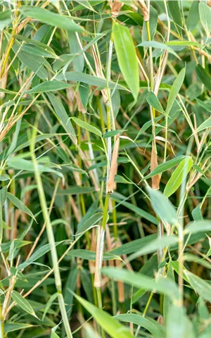 Fargesia murieliae 'Deep Forest' -R- -S-