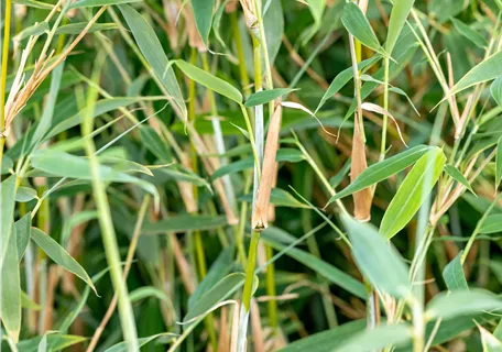 Fargesia murieliae 'Deep Forest' -R- -S- - Gartenbambus 'Deep Forest'®(s)