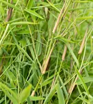 Gartenbambus 'Green Lion'® - Fargesia murieliae 'Green Lion'