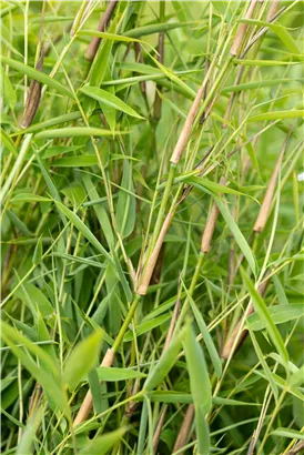 Gartenbambus 'Green Lion'® - Fargesia murieliae 'Green Lion'