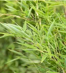 Gartenbambus 'Green Lion'® - Fargesia murieliae 'Green Lion'