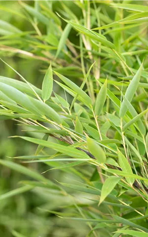 Fargesia murieliae 'Green Lion'