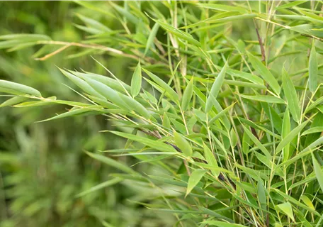 Fargesia murieliae 'Green Lion' - Gartenbambus 'Green Lion'®