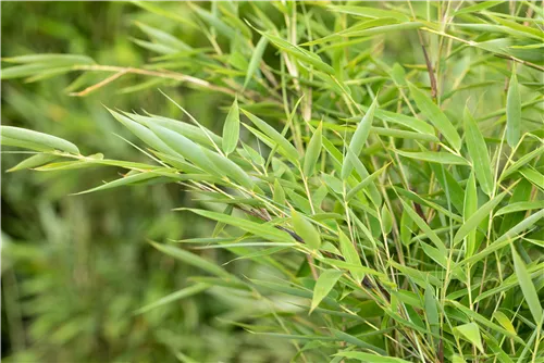 Gartenbambus 'Green Lion'® - Fargesia murieliae 'Green Lion'