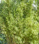Gartenbambus 'Standing Stone'® - Fargesia murieliae 'Standing Stone' -S-