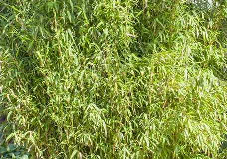 Fargesia murieliae 'Standing Stone' -S- - Gartenbambus 'Standing Stone'®