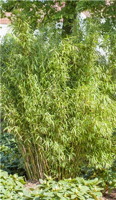 Gartenbambus 'Standing Stone'® - Fargesia murieliae 'Standing Stone' -S-