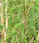 Gartenbambus 'Standing Stone'® - Fargesia murieliae 'Standing Stone' -S-