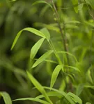 Bambus 'Great Wall' - Fargesia nitida 'Great Wall'