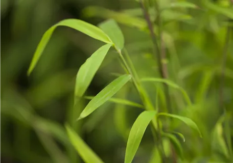 Fargesia nitida 'Great Wall' - Bambus 'Great Wall'