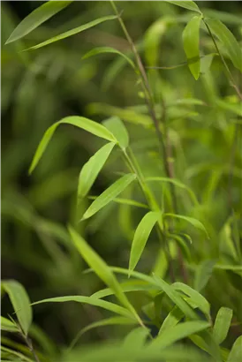 Bambus 'Great Wall' - Fargesia nitida 'Great Wall'