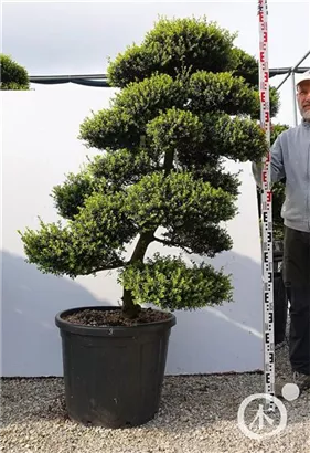 Japan-Stechpalme - Ilex crenata