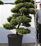 Japan-Stechpalme - Ilex crenata