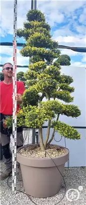 Japan-Stechpalme - Ilex crenata