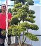 Japan-Stechpalme - Ilex crenata