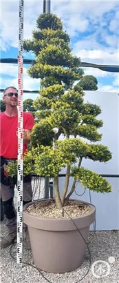 Japan-Stechpalme - Ilex crenata