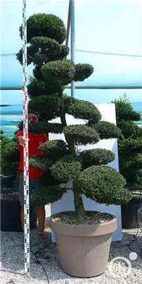 Japan-Stechpalme - Ilex crenata