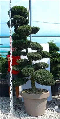 Japan-Stechpalme - Ilex crenata