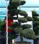 Japan-Stechpalme - Ilex crenata