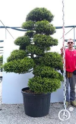 Japan-Stechpalme - Ilex crenata