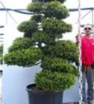 Japan-Stechpalme - Ilex crenata