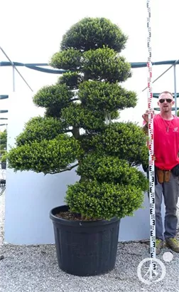 Japan-Stechpalme - Ilex crenata