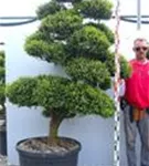 Japan-Stechpalme - Ilex crenata