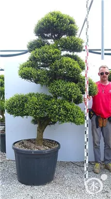 Japan-Stechpalme - Ilex crenata