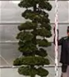 Hinoki-Scheinzypresse - Chamaecyparis obtusa