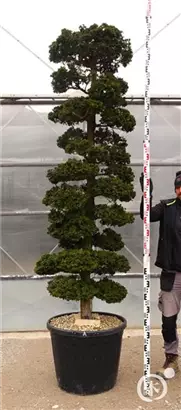 Hinoki-Scheinzypresse - Chamaecyparis obtusa