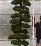 Hinoki-Scheinzypresse - Chamaecyparis obtusa