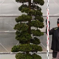 Chamaecyparis obtusa, Gartenbonsai NPchA - 230
