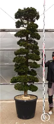 Hinoki-Scheinzypresse - Chamaecyparis obtusa