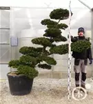 Hinoki-Scheinzypresse - Chamaecyparis obtusa